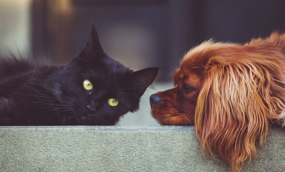 kočka a pes